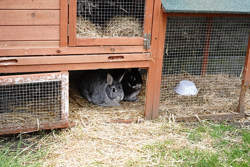 This is a photo of a rabbit long wooden hutch with rabbits inside