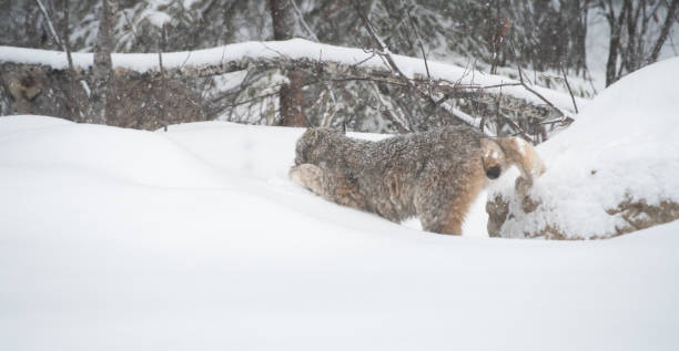 istock Canadian lynx in the wild 1267733808