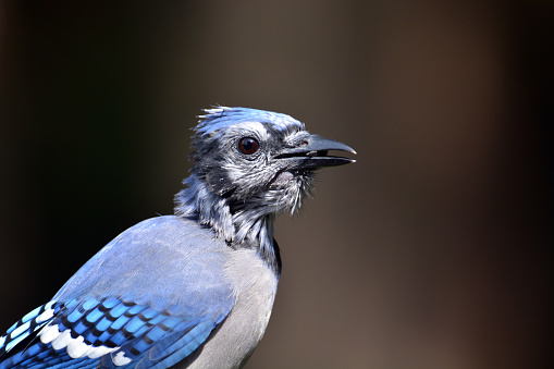 Portrait of a Juvenile Blue Jay bird sits perched on a branch in the forest