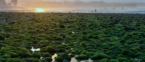 istock Low tide reveals tide pool treasures 1267736347