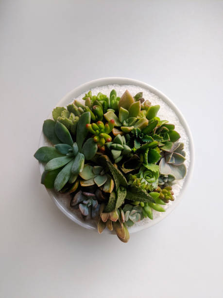 Succulents terrarium in ceramic bowl isolated on white background from a high angle view