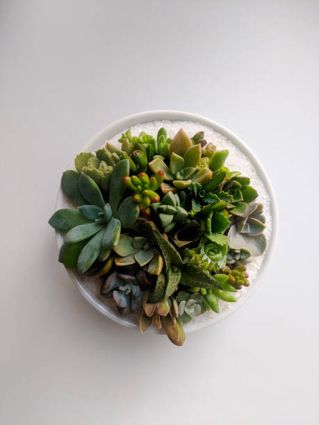 Succulents terrarium in ceramic bowl on white background from above Succulents terrarium in ceramic bowl isolated on white background from a high angle view terrarium stock pictures, royalty-free photos & images