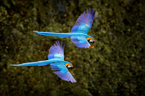 Loro guacamayo en vuelo. Gran ararauna azul Ara en el hábitat del bosque verde oscuro en Pantanal, Brasil. Escena de vida silvestre de acción de América del Sur. Pájaro en el bosque verde del trópico. MAcaw en el hábitat. photo
