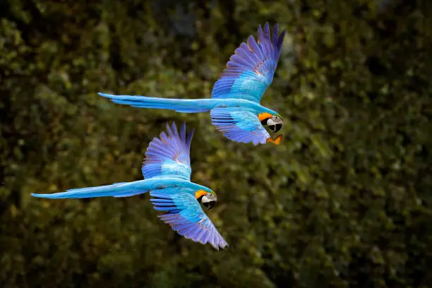 Photo of Macaw parrot in flight. Big blue Ara ararauna in the dark green forest habitat in Pantanal, Brazil. Action wildlife scene from South America. Bird in the tropic green forest. MAcaw in the habitat.