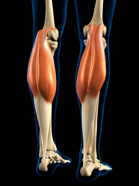 istock Lower Leg Gastrocnemius Muscles in Isolation 1267745413