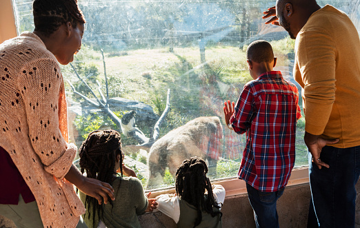 An African-American family with three children visiting the zoo, at a window looking into a primate exhibit at a gorilla. The boy is 10 years old and the girls are 7 and 9. The parents are in their 30s.