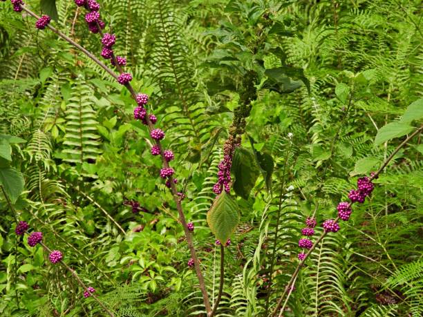 istock Beautyberry (Callicarpa) cluster of berries 1267749578