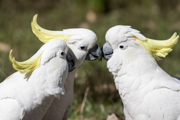 istock Sulphur-crested Cockatoo 1267754846