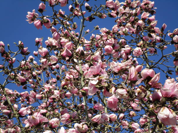 istock Bright Pink Saucer Magnolia Blooming Tree 2020 1267757321