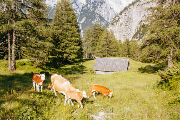 istock Cows in the Slovenian Alps 1267763517