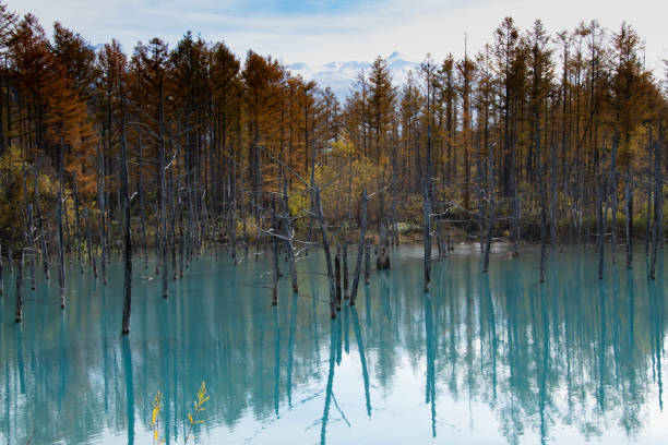 istock Yellow leaves and blue pond 1267764128