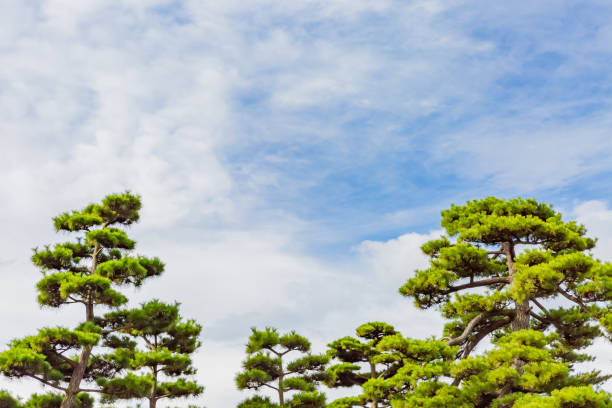 pine tree in japanese traditional garden