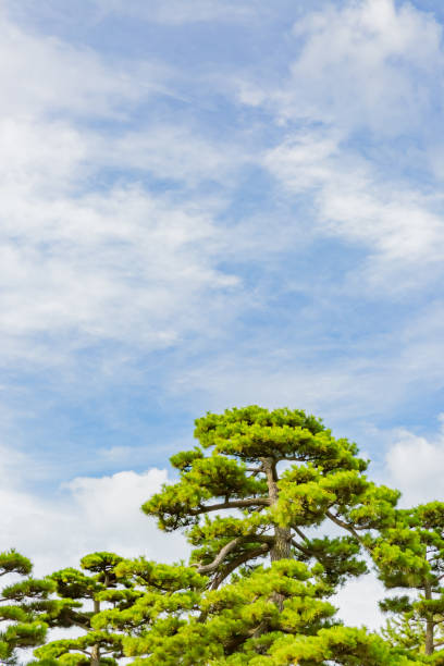 istock pine tree in japanese traditional garden 1267764697