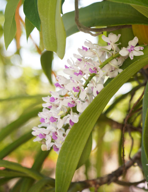 istock Wild orchid, beautiful orchid flower with natural background. 1267765367