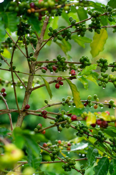 istock Coffee farm in Adjuntas, Puerto Rico. 1267767579