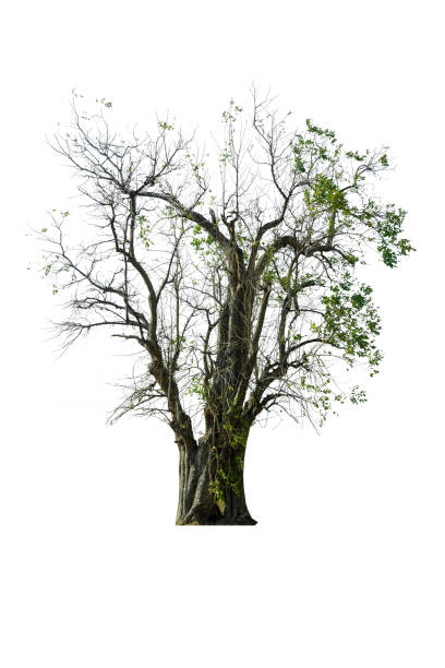istock Mega pack of 6 in 1 of tree isolated on white background. 1267767647