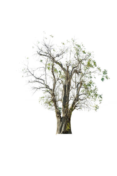 istock Mega pack of 6 in 1 of tree isolated on white background. 1267767648