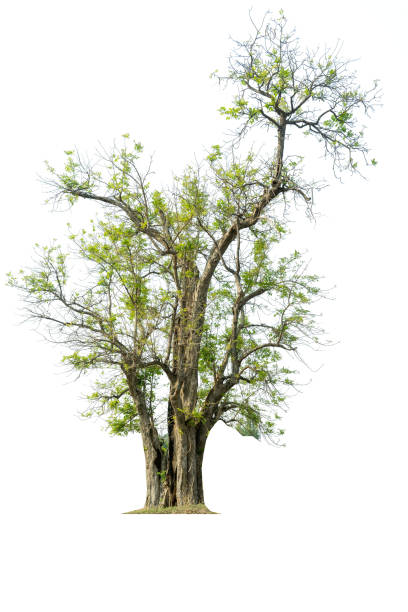 istock Mega pack of 6 in 1 of tree isolated on white background. 1267767656