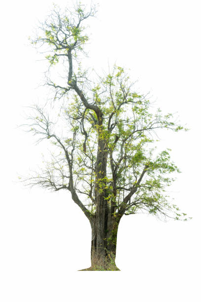 istock Mega pack of 6 in 1 of tree isolated on white background. 1267767657