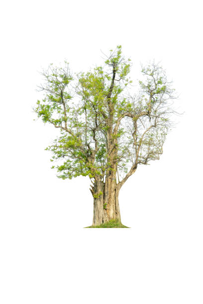 istock Mega pack of 6 in 1 of tree isolated on white background. 1267767670