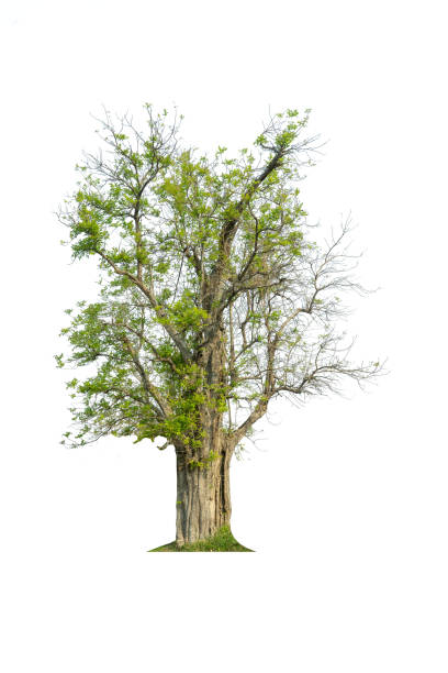 istock Mega pack of 6 in 1 of tree isolated on white background. 1267767676