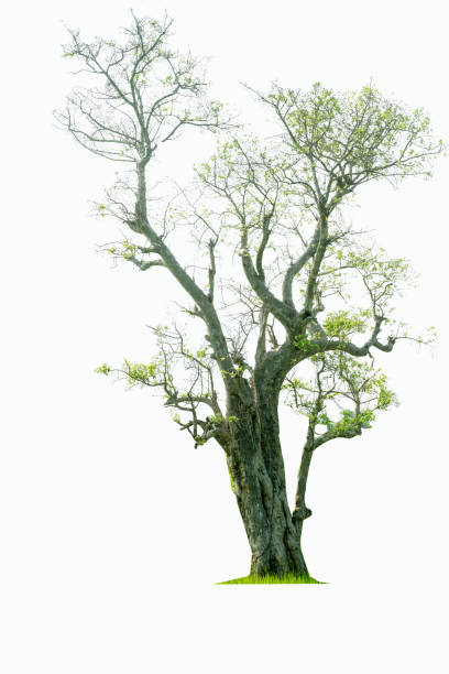 istock Mega pack of 6 in 1 of tree isolated on white background. 1267767677