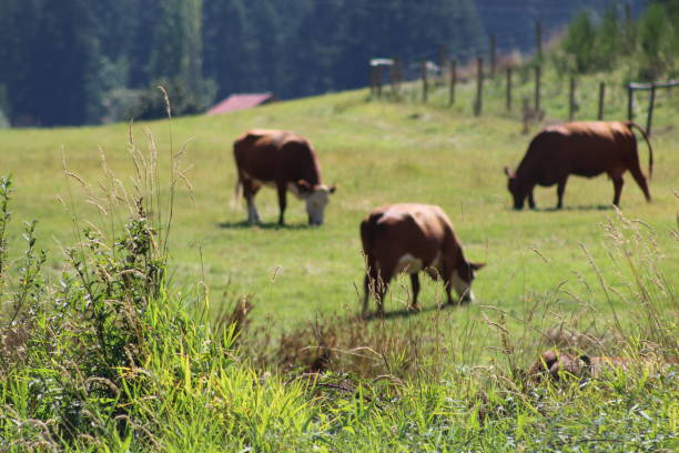 Free Range Cows Taken along Mays Rd duncan british columbia stock pictures, royalty-free photos & images