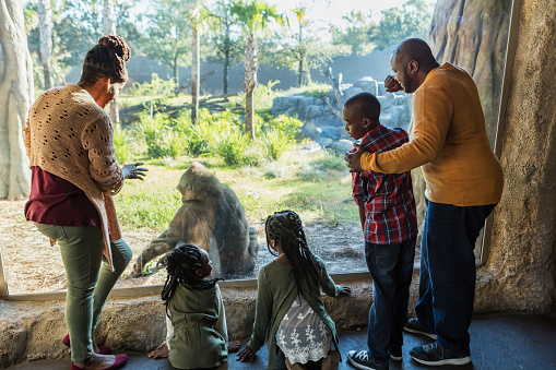An African-American family with three children visiting the zoo, at a window looking into a large primate exhibit, watching a gorilla. The boy is 10 years old and the girls are 7 and 9. The parents are in their 30s.