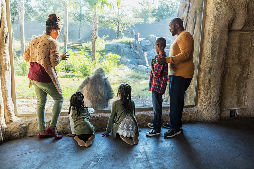 An African-American family with three children visiting the zoo, at a window looking into a large primate exhibit, watching a gorilla. The boy is 10 years old and the girls are 7 and 9. The parents are in their 30s.