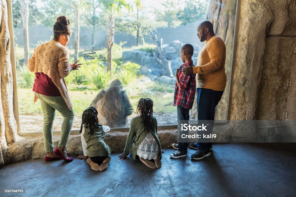 African-American family visiting the zoo An African-American family with three children visiting the zoo, at a window looking into a large primate exhibit, watching a gorilla. The boy is 10 years old and the girls are 7 and 9. The parents are in their 30s. Zoo Stock Photo
