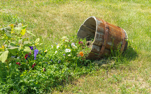 flower bed made from an old wooden bucket. flower decorations in the Park