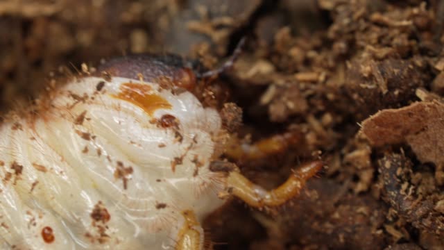 macro head of Japanese rhinoceros beetle (Allomy dichotoma) larvae in action