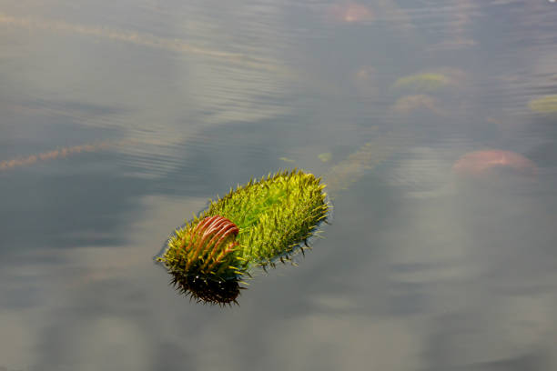 Young closed gaint victoria amazonica in water.