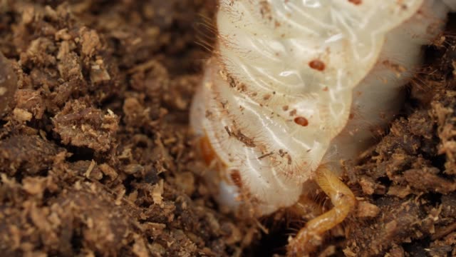 macro Japanese rhinoceros beetle (Allomy dichotoma) larvae burrows in ground