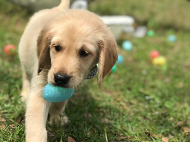 Easter egg hunt Golden Retriever puppy with an Easter egg breed eggs stock pictures, royalty-free photos & images