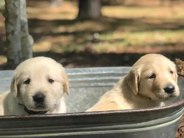 Golden Retriever puppies in a bucket