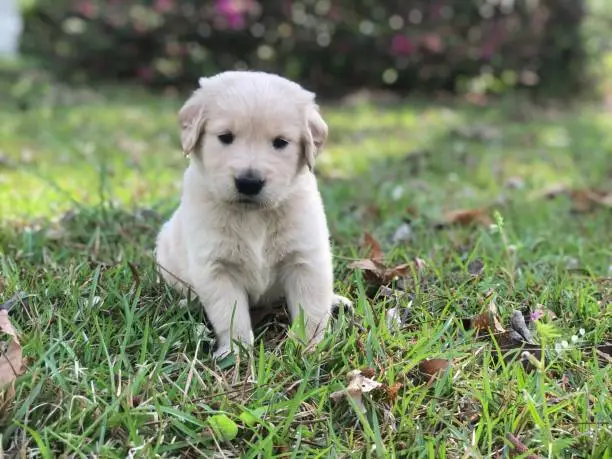 Golden Retriever puppy in the grass