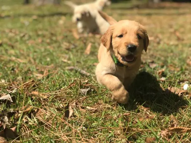Golden Retriever puppies playing outside