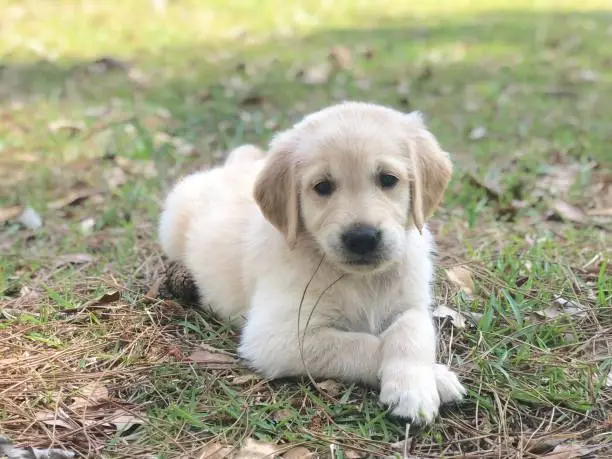 Golden Retriever puppy laying in the grass