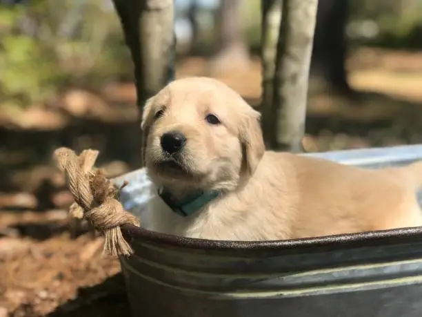 Golden Retriever puppy in a bucket