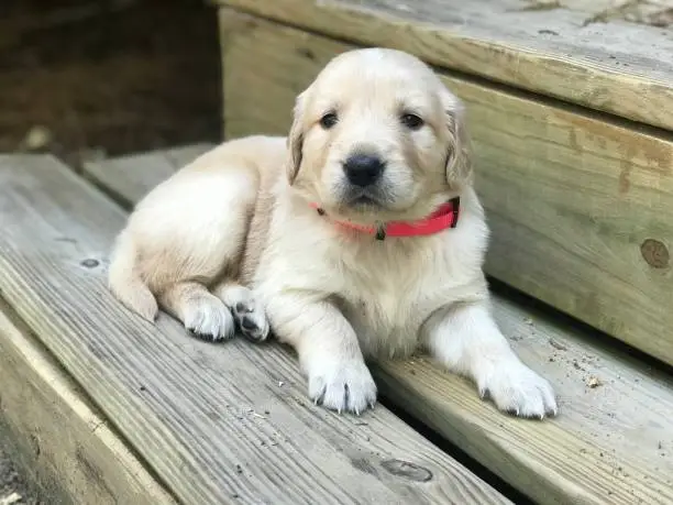 Golden Retriever puppy on the front porch steps
