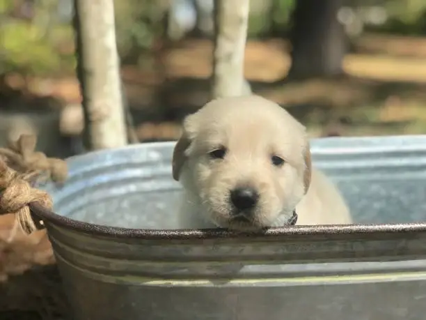 Golden Retriever puppy in a bucket