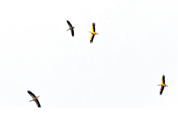 istock Storks flying in the sky with in isolated background 1267771510