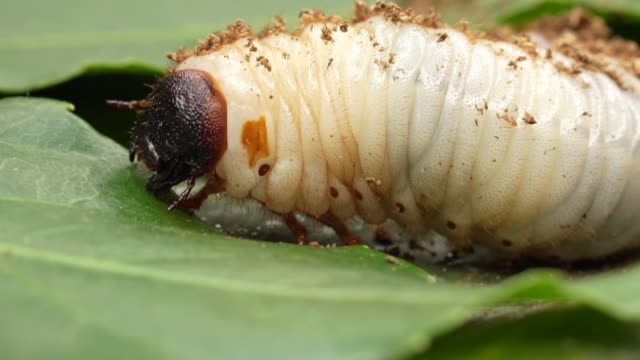 Japanese rhinoceros beetle (Allomy dichotoma) larvae looking for food on a leaf