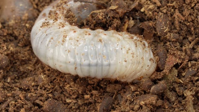 top view Japanese rhinoceros beetle (Allomy dichotoma) larvae moving in dirt