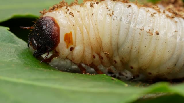 Japanese rhinoceros beetle (Allomy dichotoma) larvae crawling along a leaf