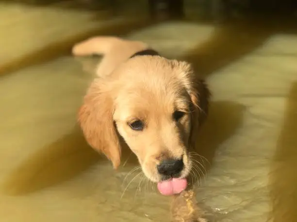 Golden Retriever puppy in the pond