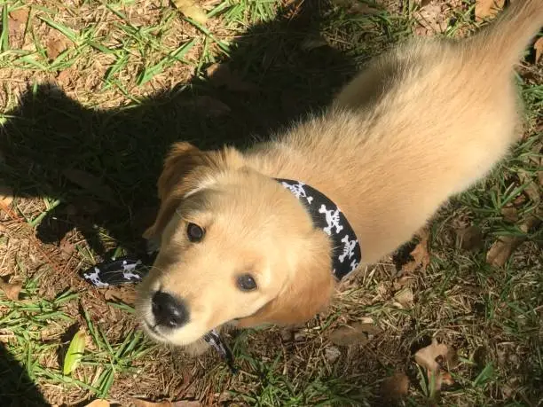Golden retriever puppy in a pirate bandana
