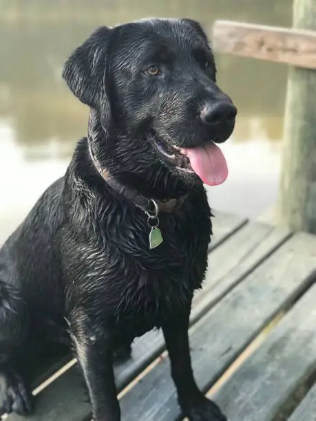 Black Labrador Retriever at the pond