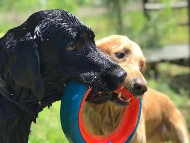 Golden Retriever and Labrador Retriever tug for toy